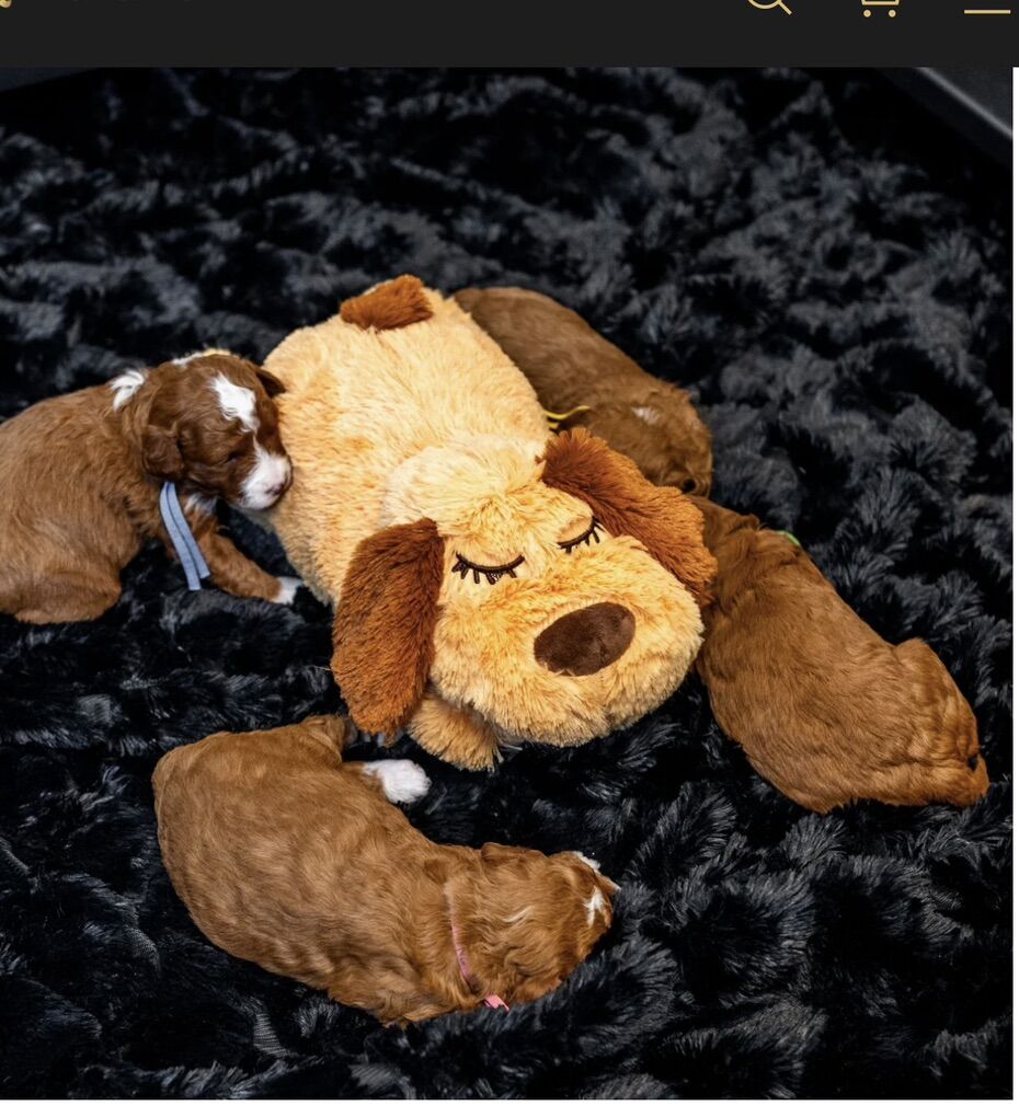 Give Your New Puppy A comforting Friend