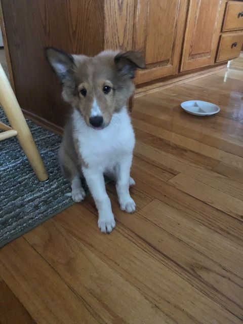 Shetland Sheepdog / Sheltie Puppies