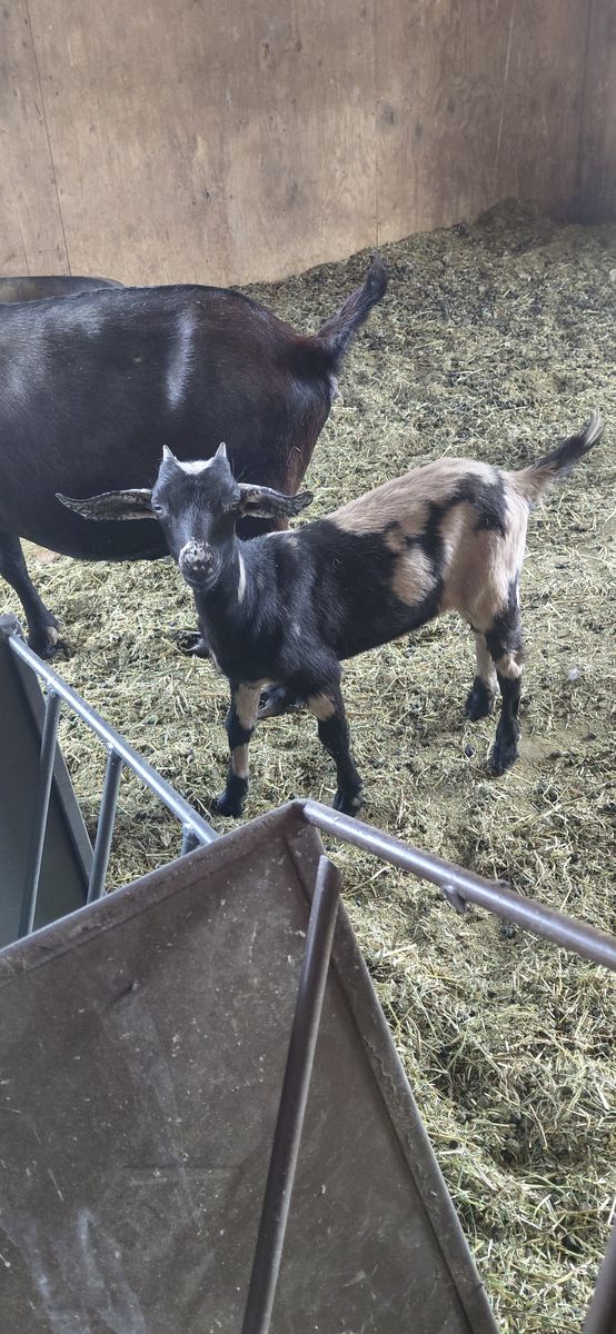 Blue Eyed Mini Nubian Doeling