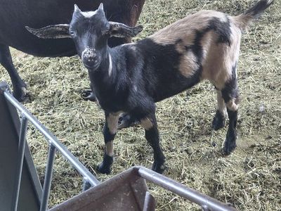 Blue Eyed Mini Nubian Doeling
