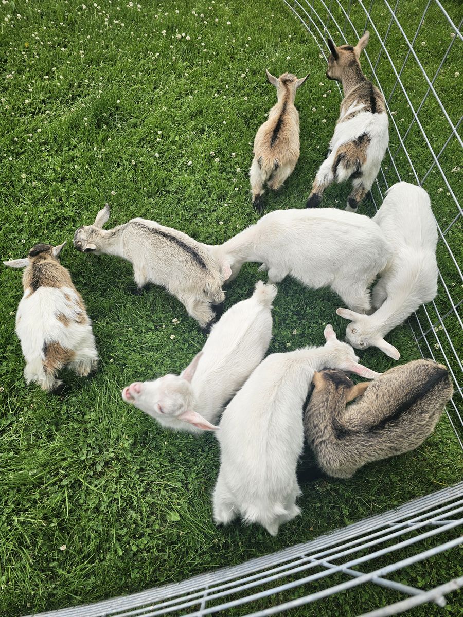 Nigerian Dwarf Kids
