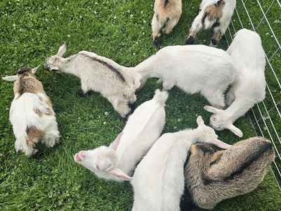 Nigerian Dwarf Kids