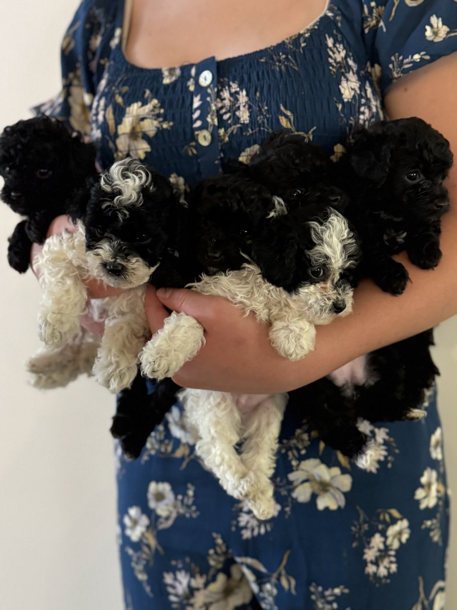 ACK Registered Toy & Teacup Poodles - Hypoallergenic, Crate Trained Puppies