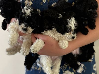 ACK Registered Toy & Teacup Poodles - Hypoallergenic, Crate Trained Puppies