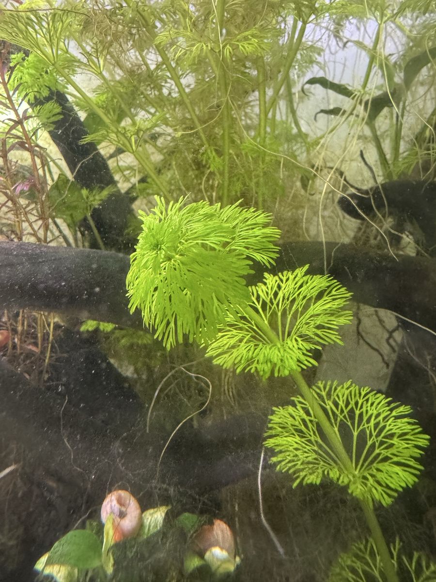 Aquarium Live plant cuttings