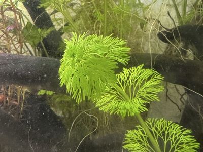 Aquarium Live plant cuttings