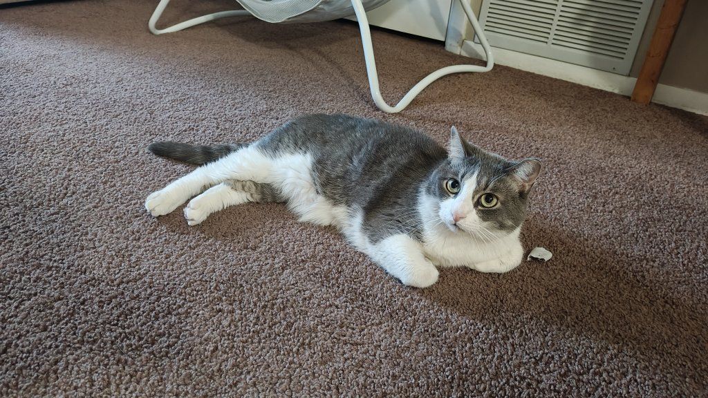 Friendly Domestic Shorthair Cat - Gray & White, Neutered Male, Playful & Loving