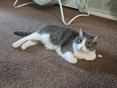 Friendly Domestic Shorthair Cat - Gray & White, Neutered Male, Playful & Loving
