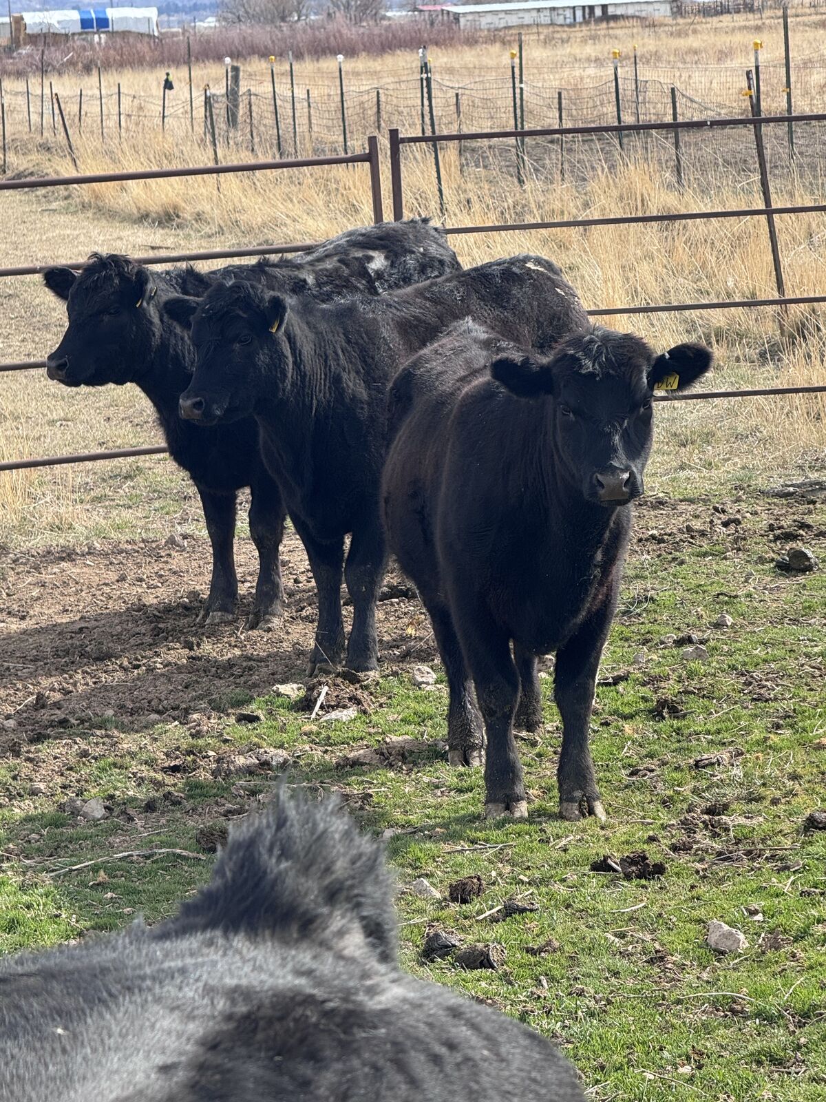 Exposed/Bred Angus Heifers