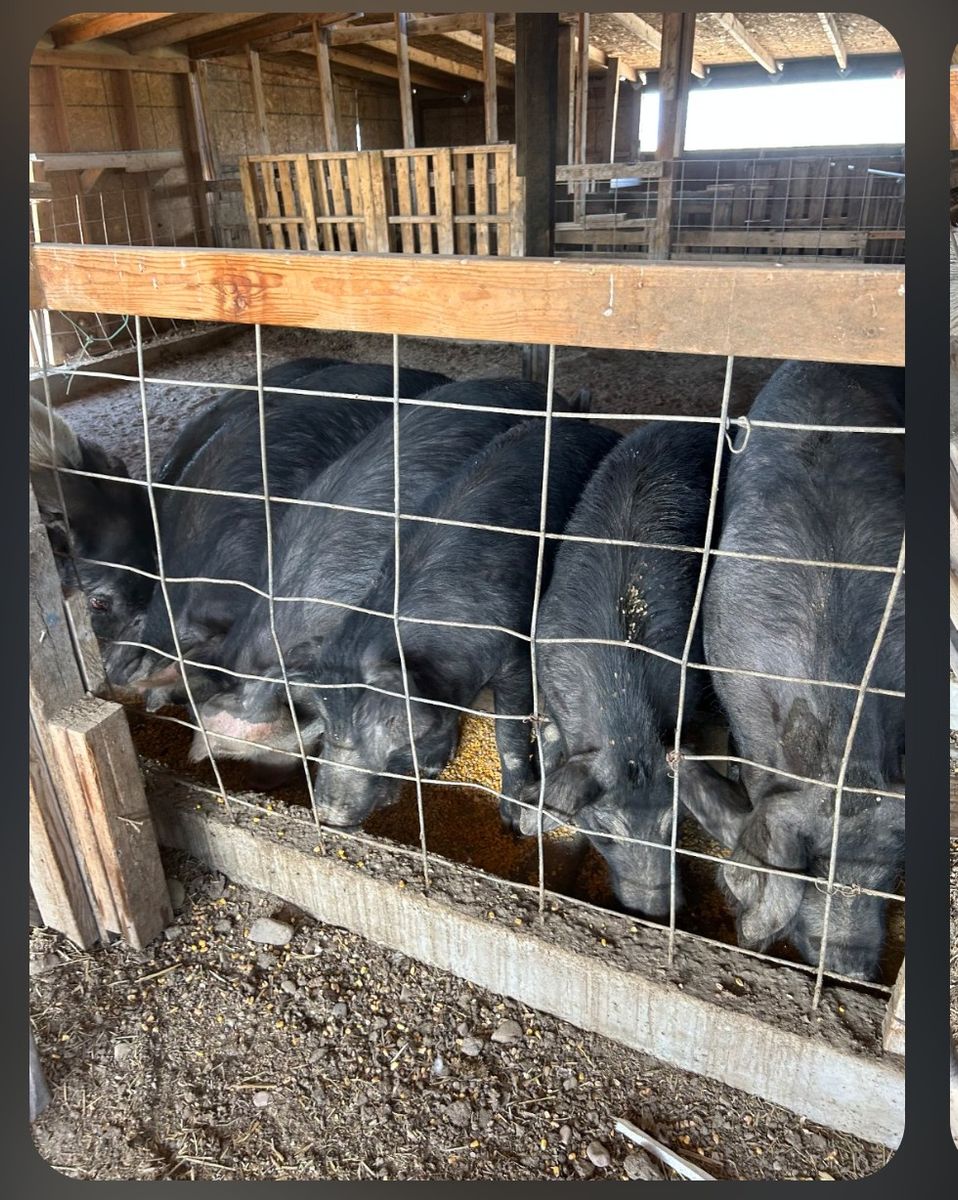 Young sow pigs