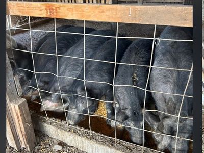 Young sow pigs