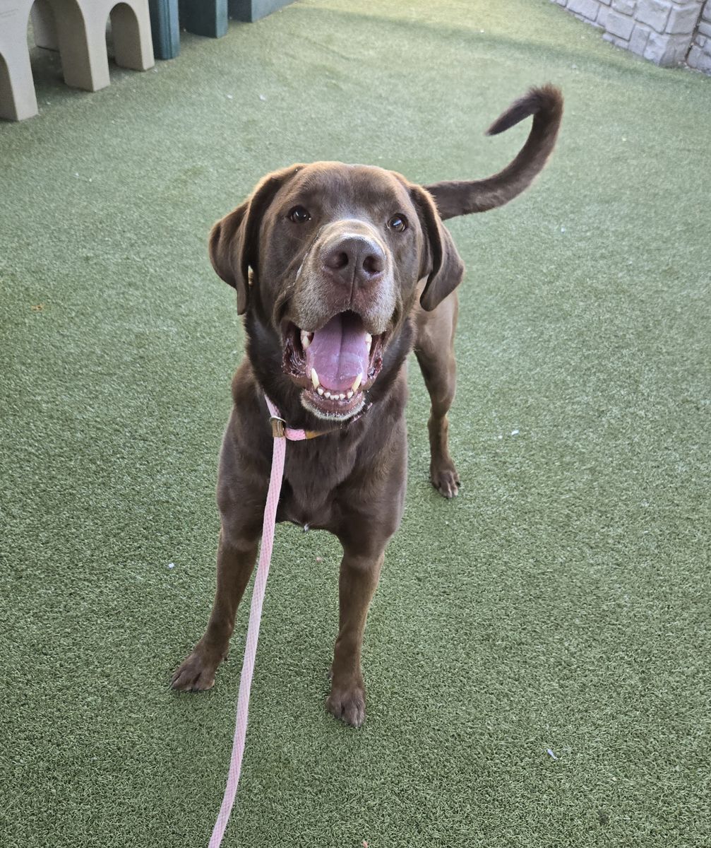 A163197 Marlow is Available for Adoption!