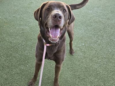 A163197 Marlow is Available for Adoption!