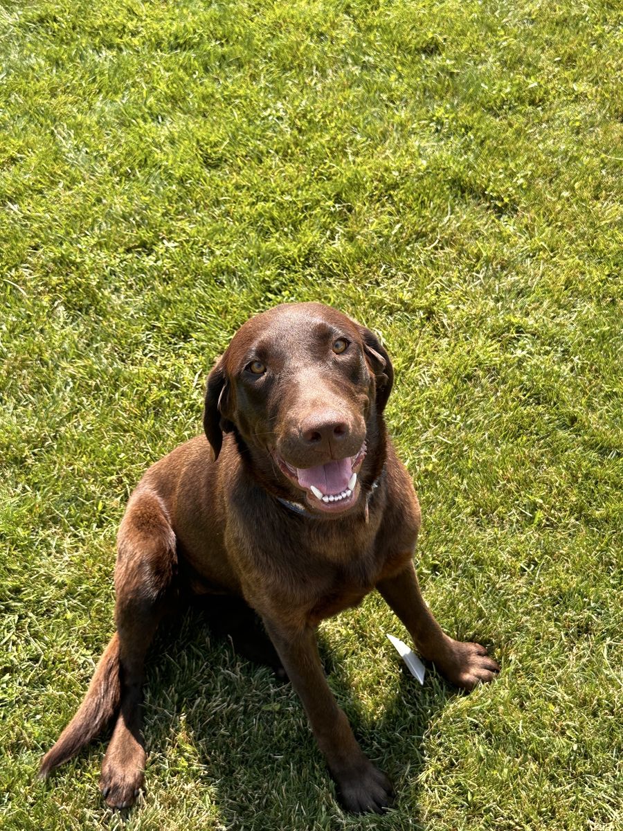 Lab retriever
