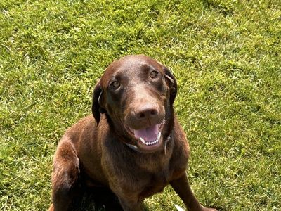 Lab retriever