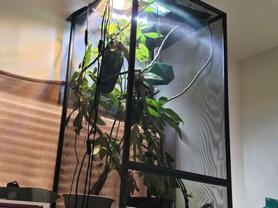 XL Reptibreeze enclosure 2x2x4