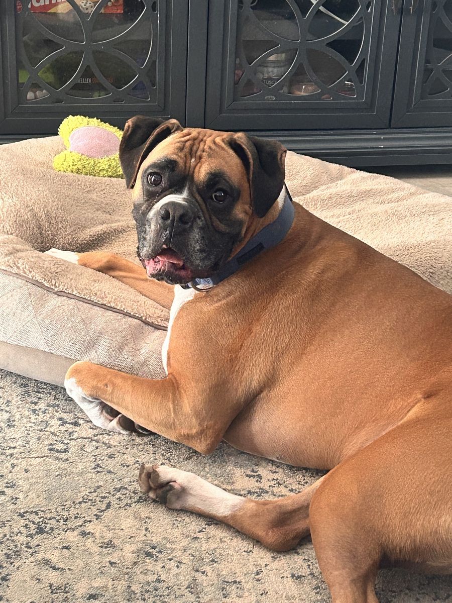 Boxer