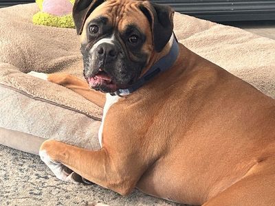 Boxer