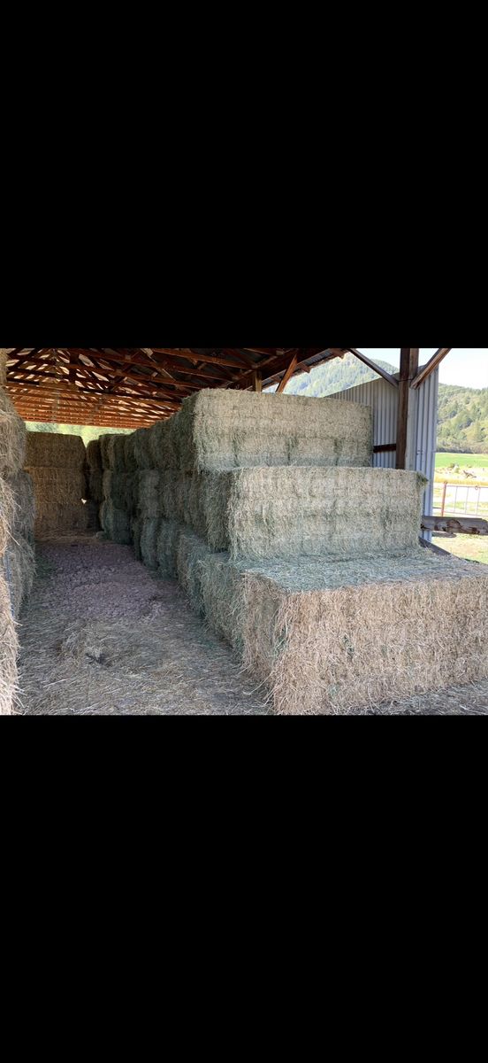 Alfalfa Hay Bales - 3x3x8 ft - Excellent Quality, have grass alfalfa mix as well as some straight grass .