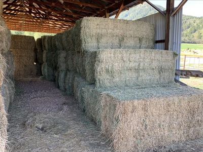 Alfalfa Hay Bales - 3x3x8 ft - Excellent Quality, have grass alfalfa mix as well as some straight grass .