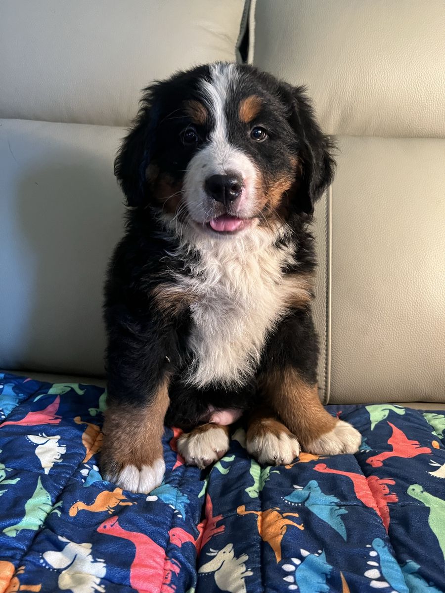 AKC Bernese Mountain Dog Puppies
