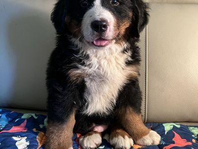 AKC Bernese Mountain Dog Puppies