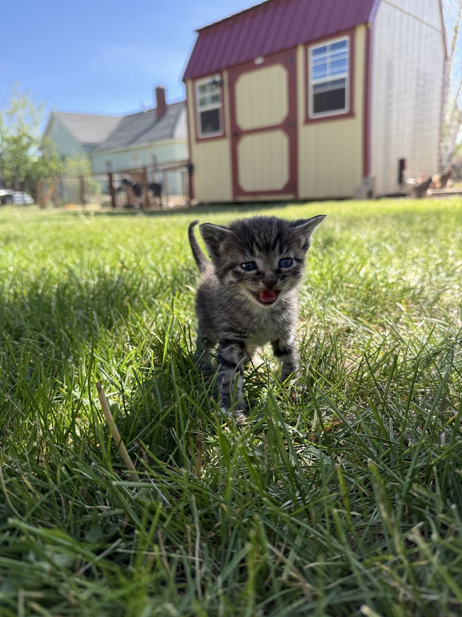Kittens