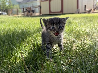 Kittens