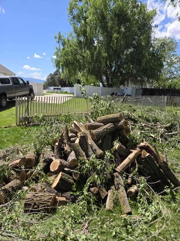 FREE Fresh Cut Siberian Elm Firewood