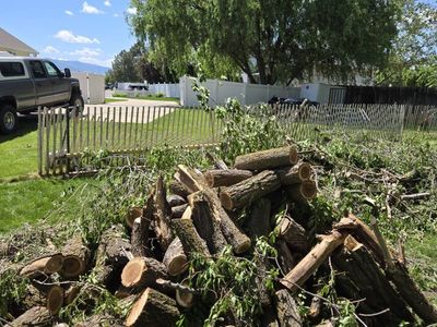 FREE Fresh Cut Siberian Elm Firewood