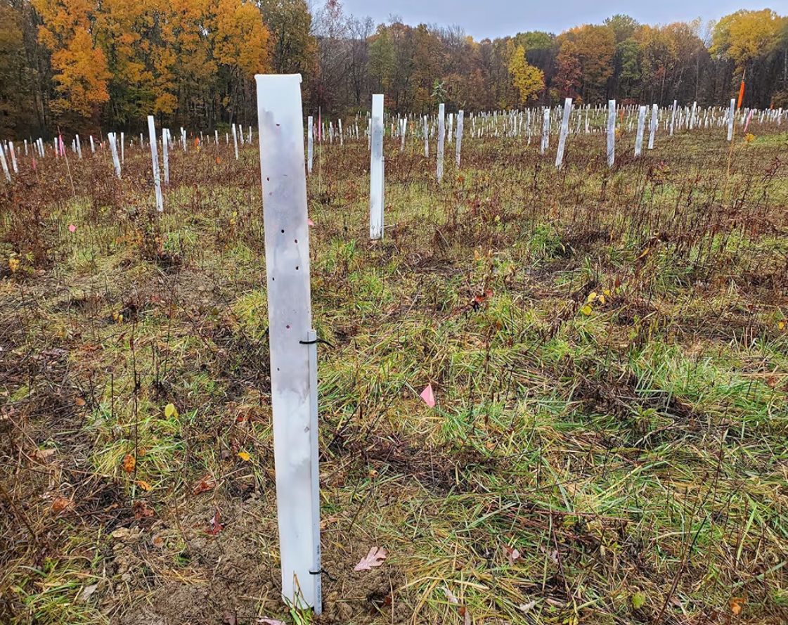 Miracle Tree Tube Tree Shelter 4ft Grow Tubes 25p