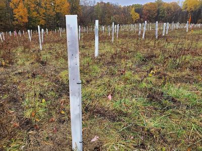 Miracle Tree Tube Tree Shelter 4ft Grow Tubes 25p