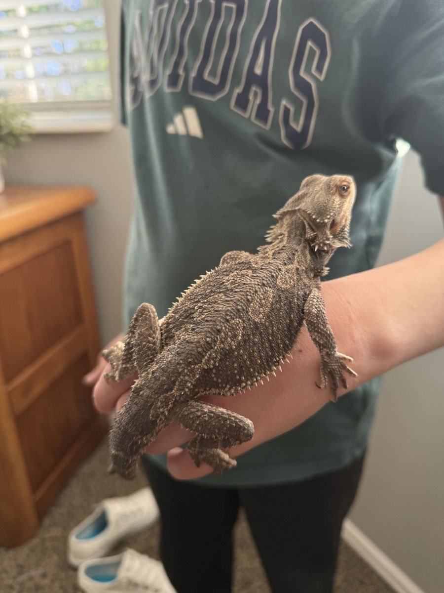 Bearded Dragon