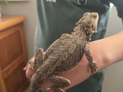 Bearded Dragon