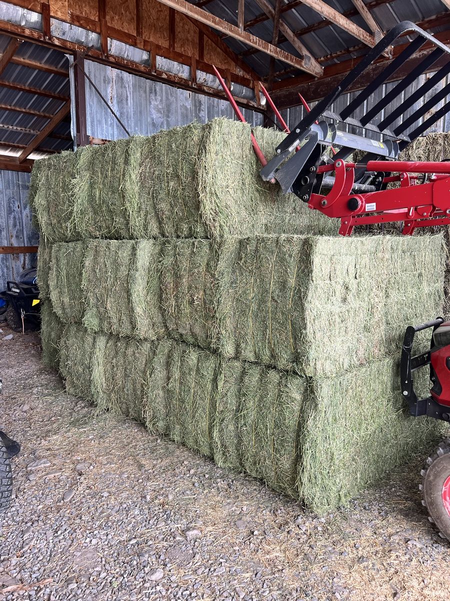 Fresh Alfalfa Hay Bales - High-Quality Livestock Feed 3x3x8 bales