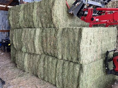 Fresh Alfalfa Hay Bales - High-Quality Livestock Feed 3x3x8 bales
