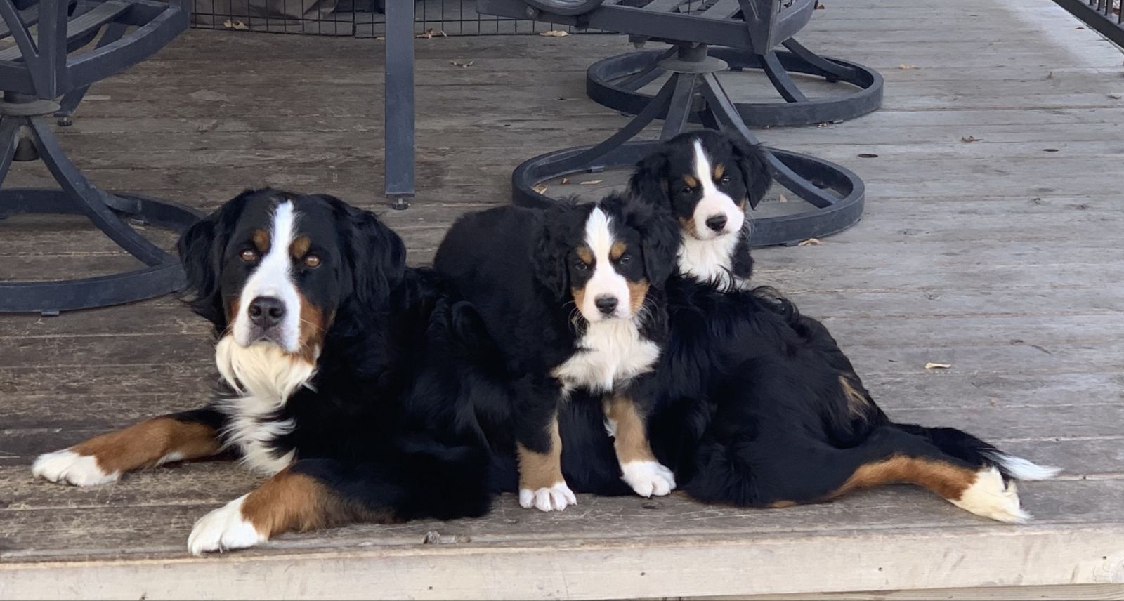 AKC Bernese Puppies - Recessive Blue Eyes