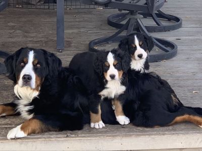 AKC Bernese Puppies - Recessive Blue Eyes