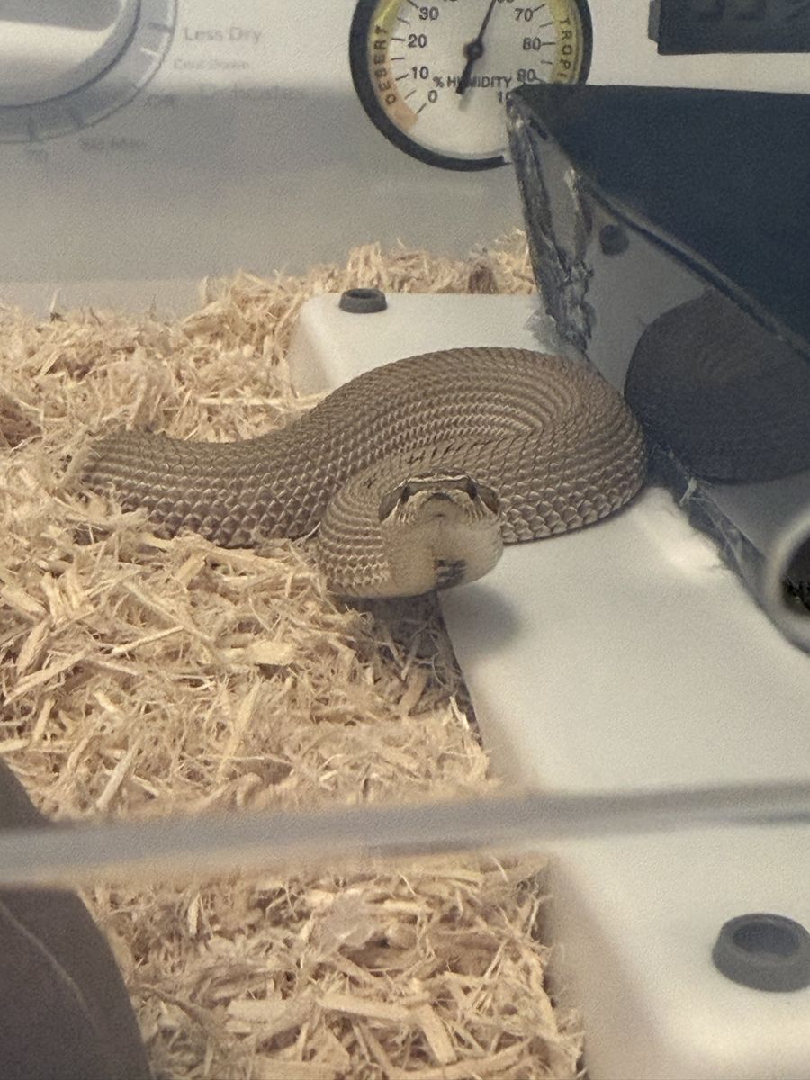 Super conda hog nose male