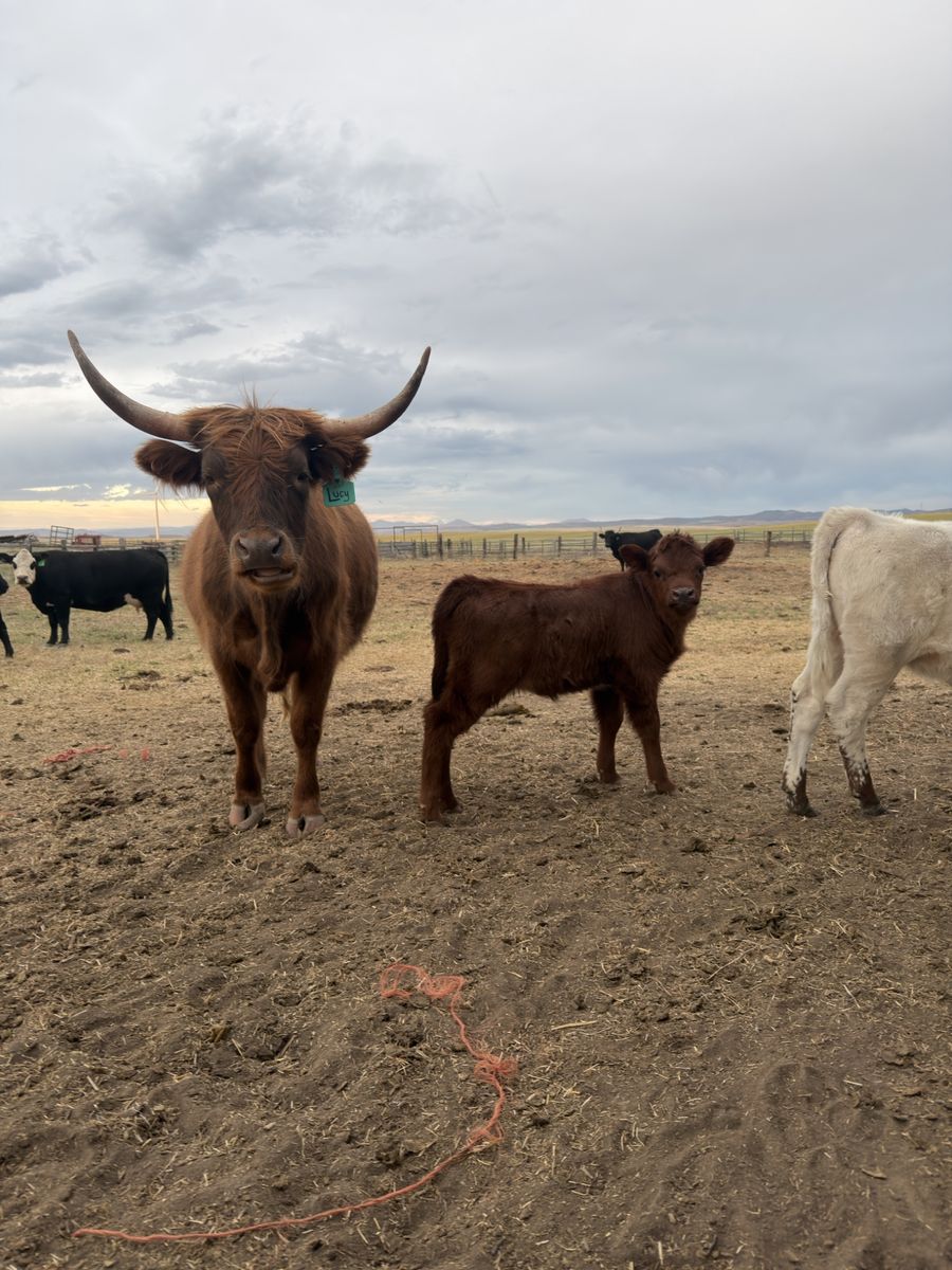 Mini highland cow and heifer calf