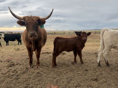 Mini highland cow and heifer calf