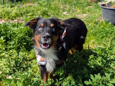 Gorgeous Mini Aussie/Australian Shepherd ASDR