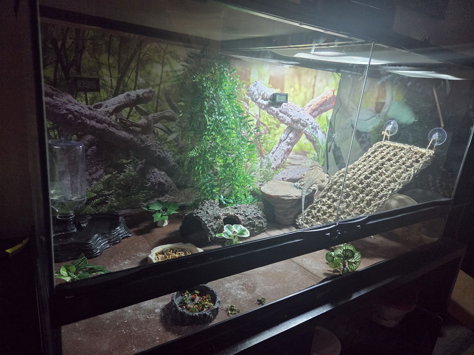 40G Zoo Med Terrarium