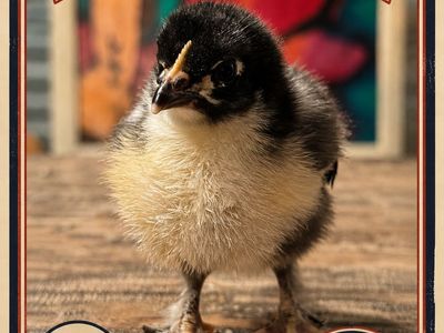 2 BCM (hatched from level 8 dark eggs) rooster chicks and 1 Buff mix (hatched from pinkish egg)- all roosters looking for a home
