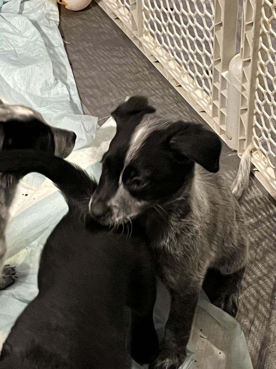 Heeler Border Collie Puppy! Last Male!