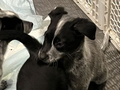 Heeler Border Collie Puppy! Last Male!