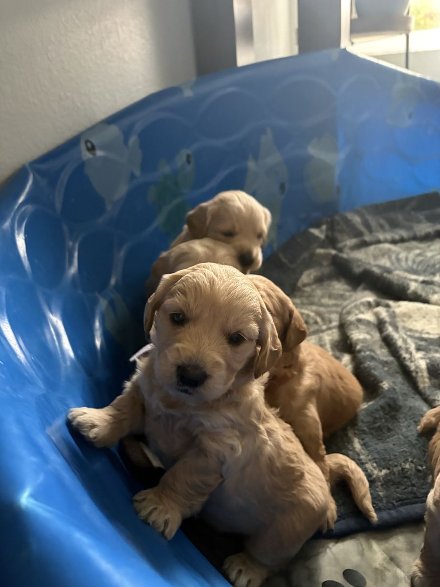 F1 mini golden doodles!