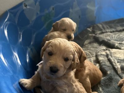 F1 mini golden doodles!