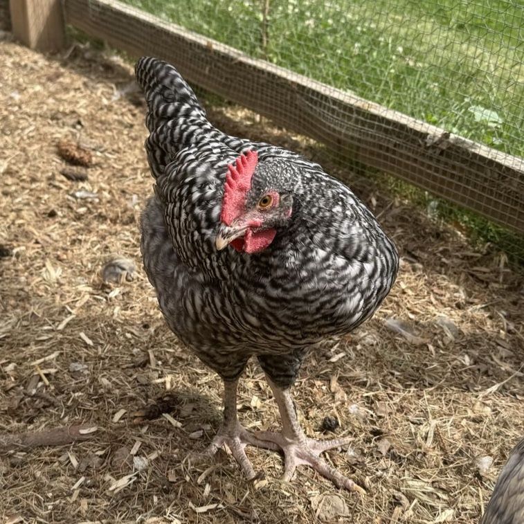 Rooster cockerel
