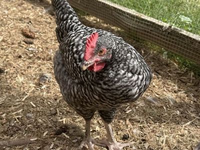 Rooster cockerel